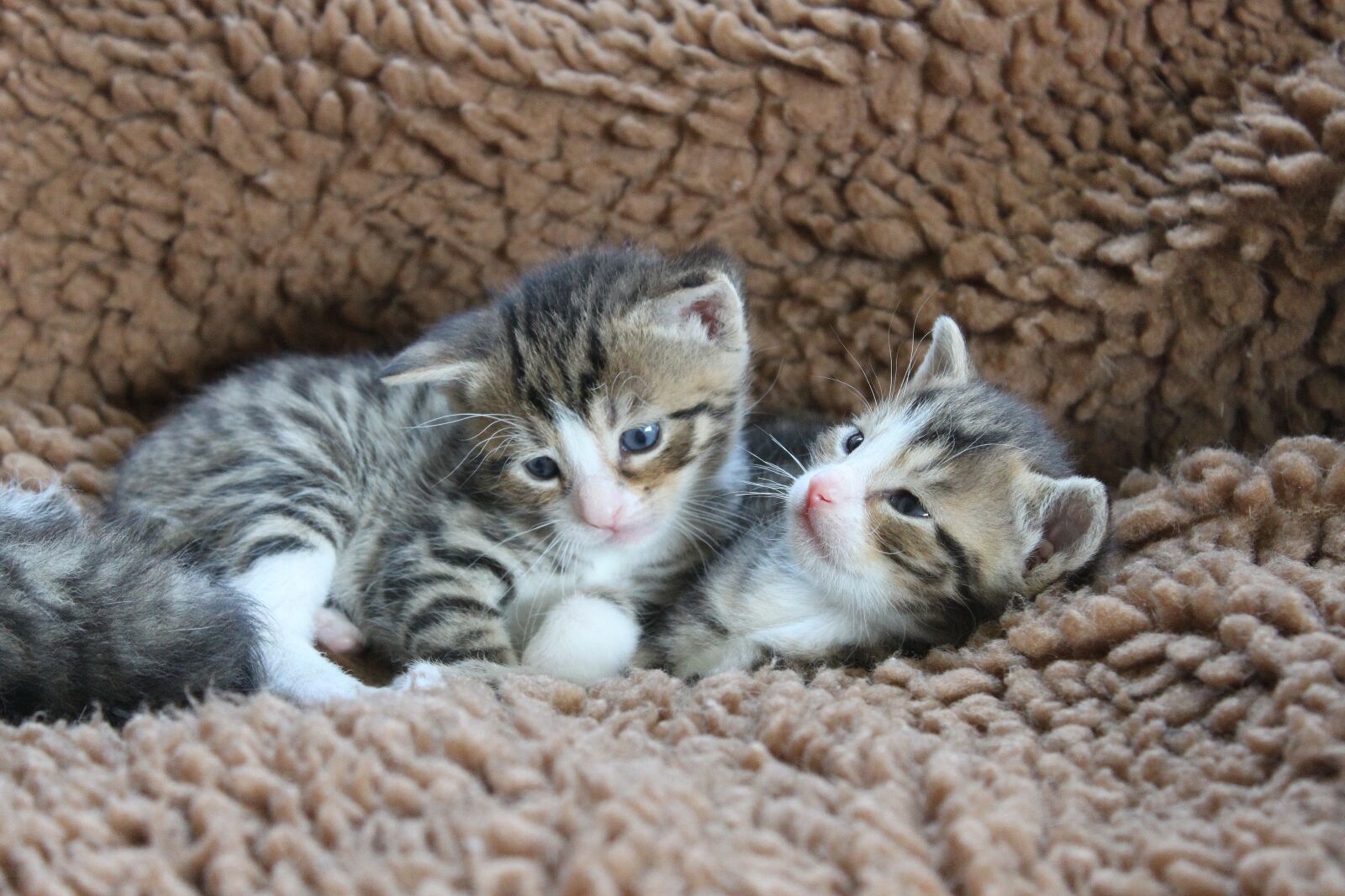 Canon EOS 500D (EOS Rebel T1i / EOS Kiss X3) sample photo. Kitten, kitty, pet photography