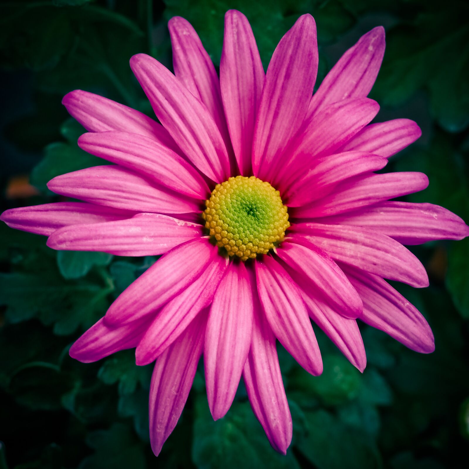 Olympus OM-D E-M10 sample photo. Flower, margarite, bloom photography