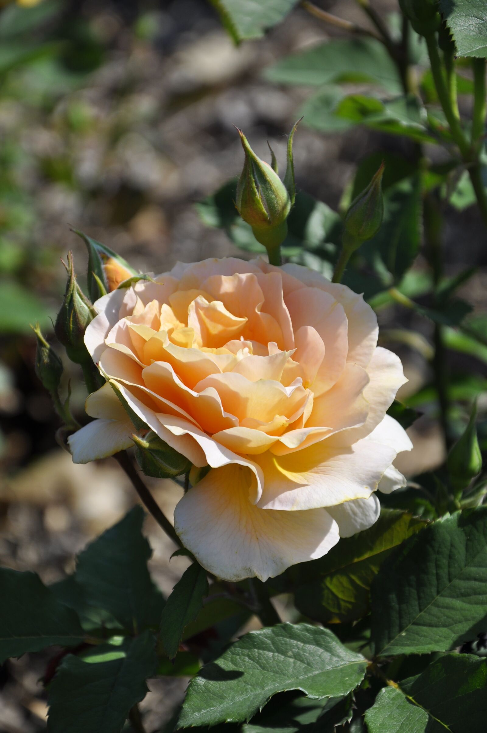 Nikon D90 sample photo. Rose, peach, love photography