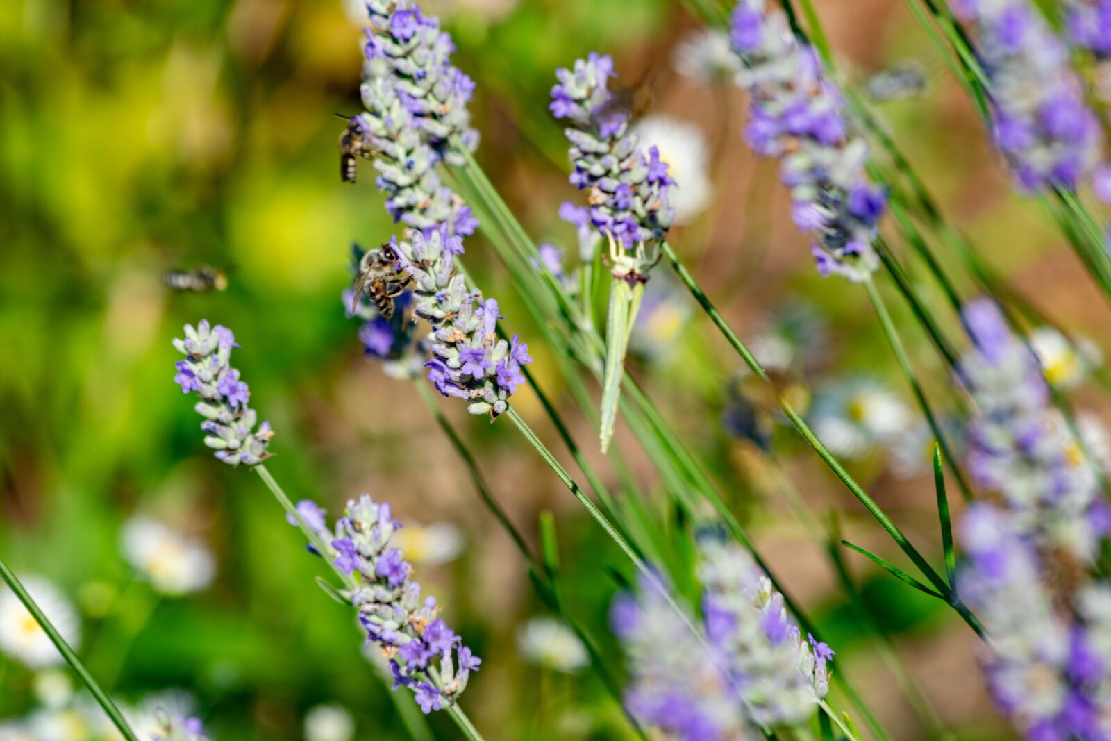 Nikon D3300 sample photo. Flower, garden, flowers photography