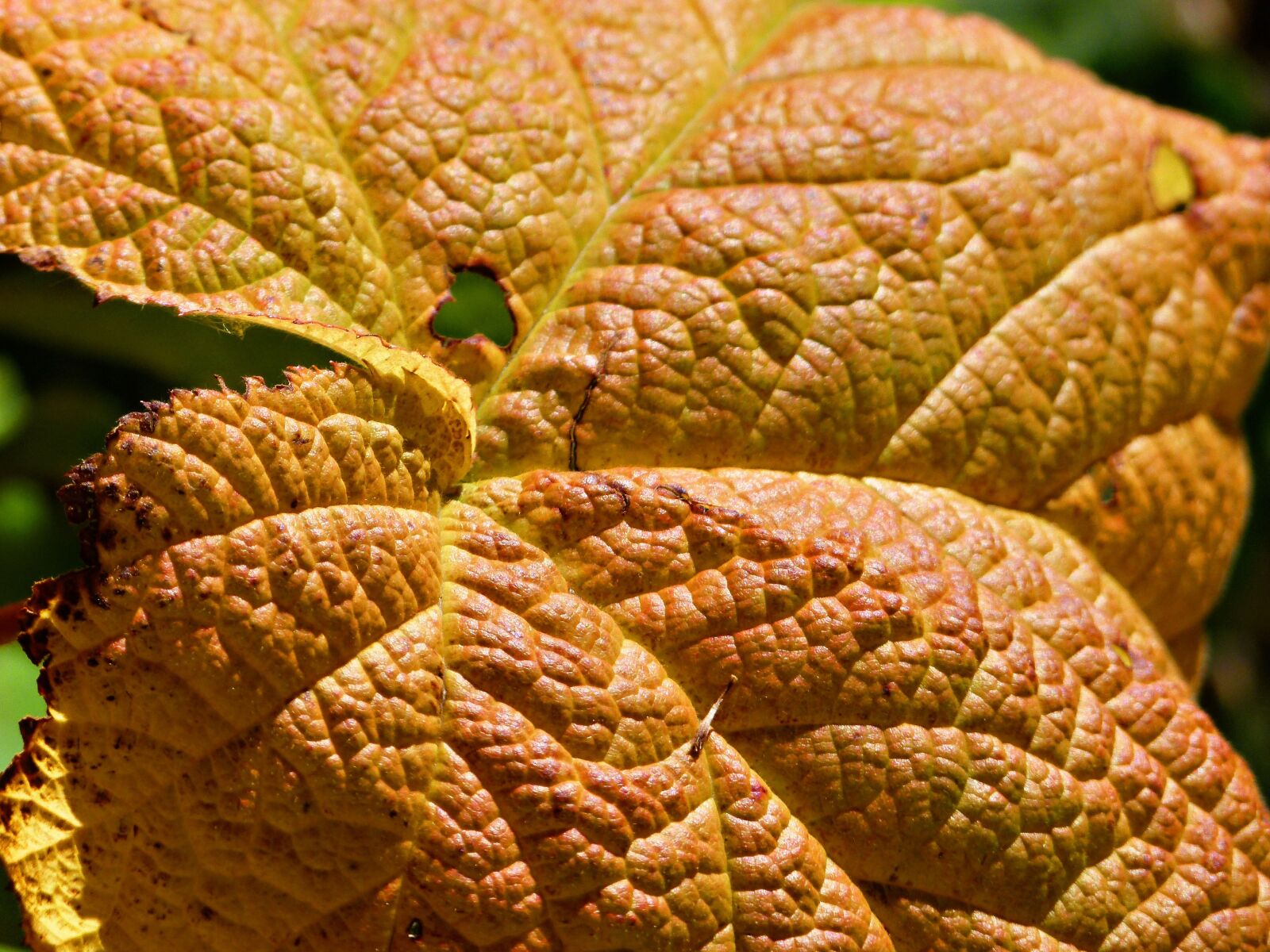 Panasonic Lumix DMC-FZ100 sample photo. Leaf, forest, meadow photography