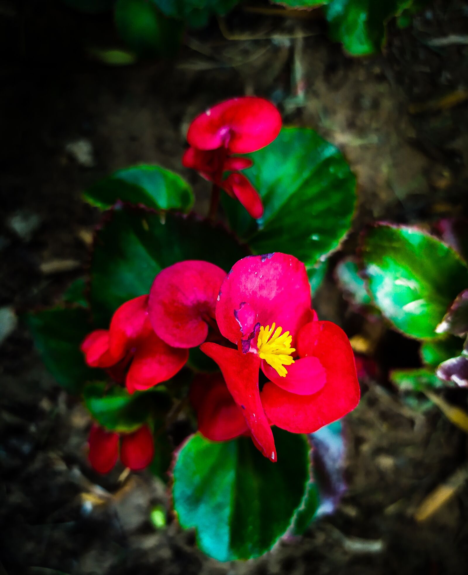 Xiaomi Redmi Note 7 sample photo. Red, flower, nature photography