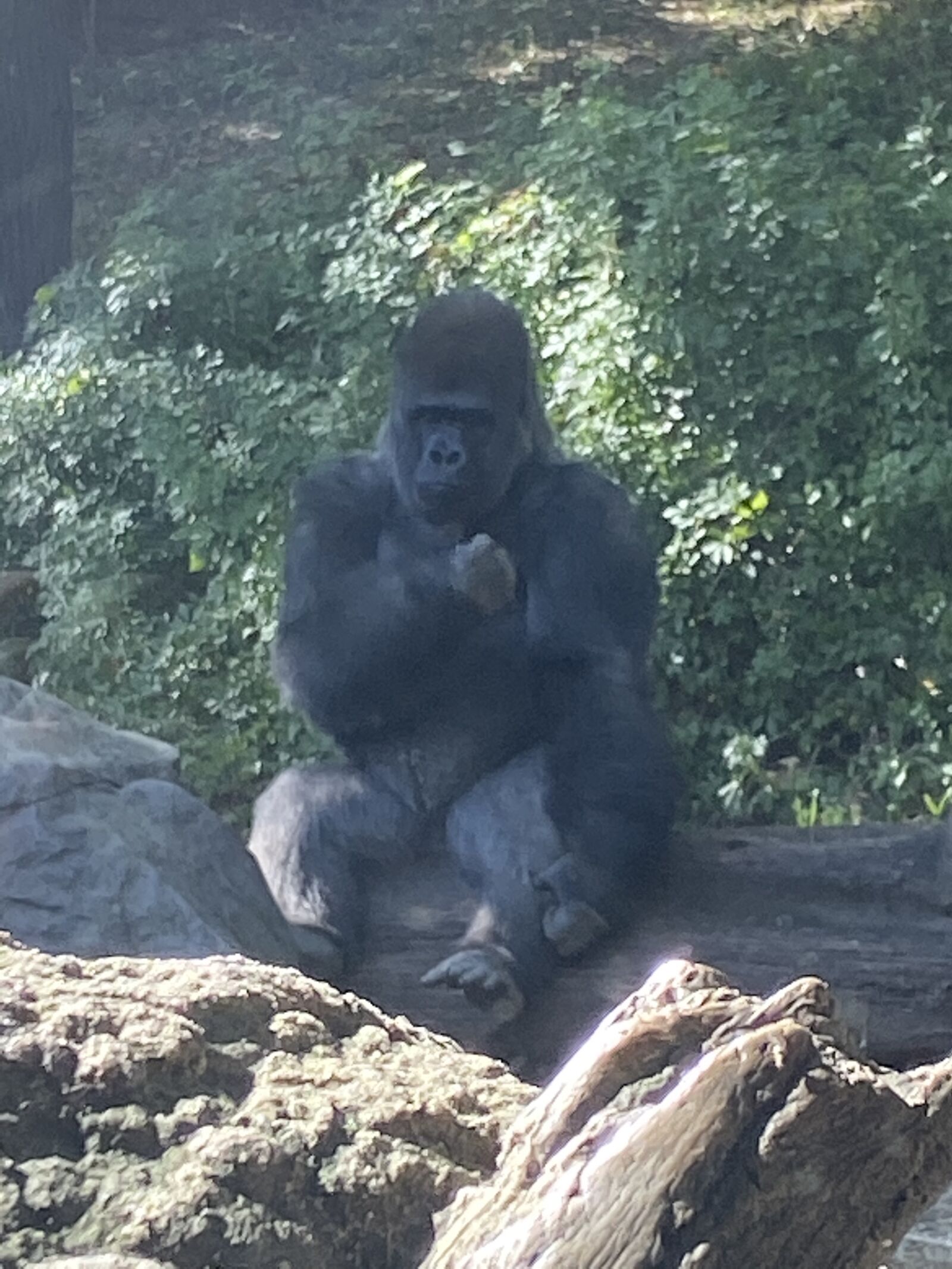 Apple iPhone 11 sample photo. Gorilla, animal, zoo photography