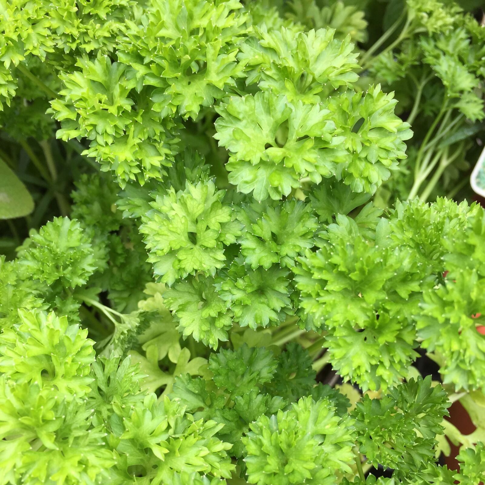 Apple iPhone 6 sample photo. Parsley photography