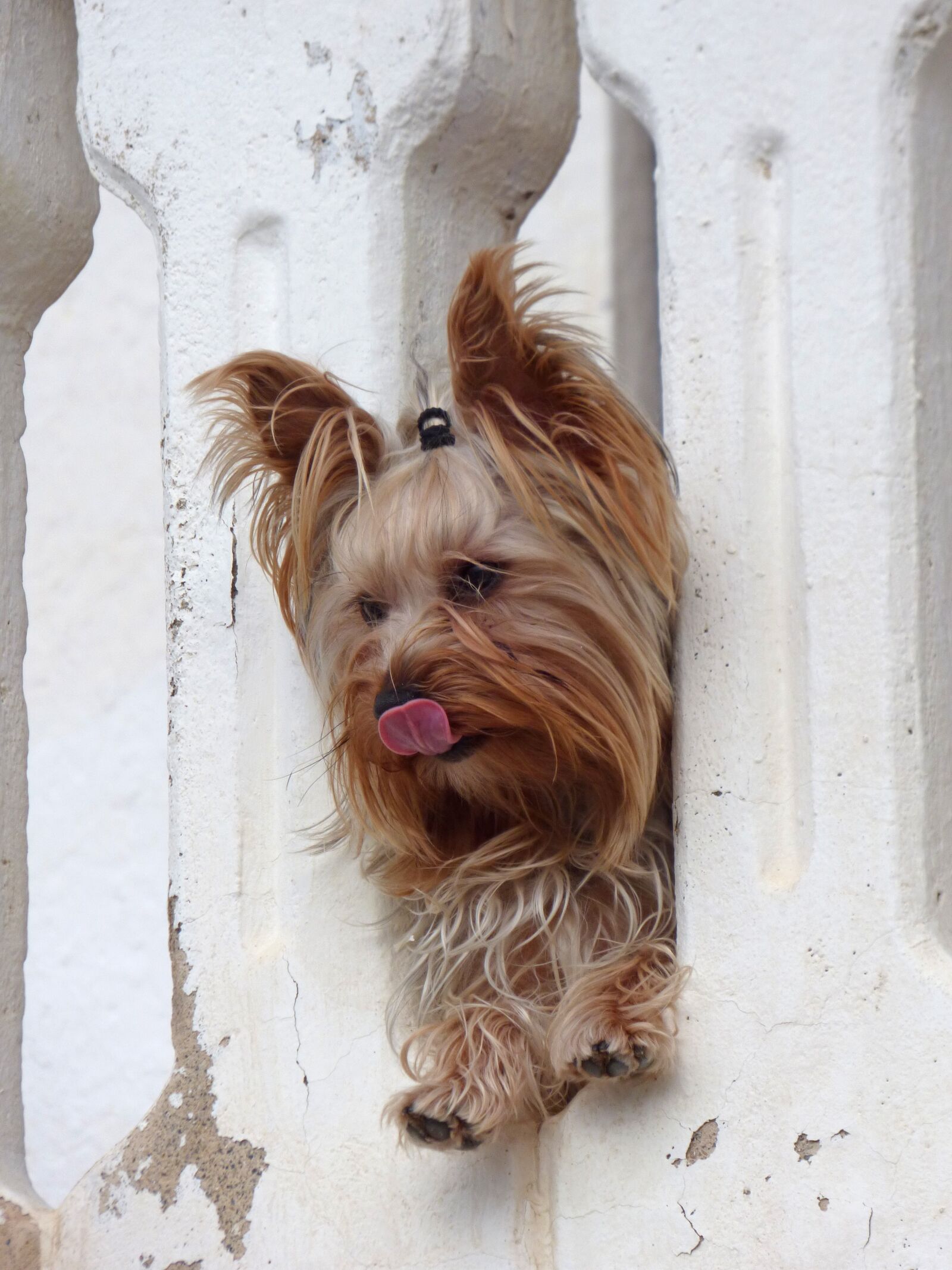 Panasonic Lumix DMC-FZ70 sample photo. Dog, yorkshire terrier, have photography