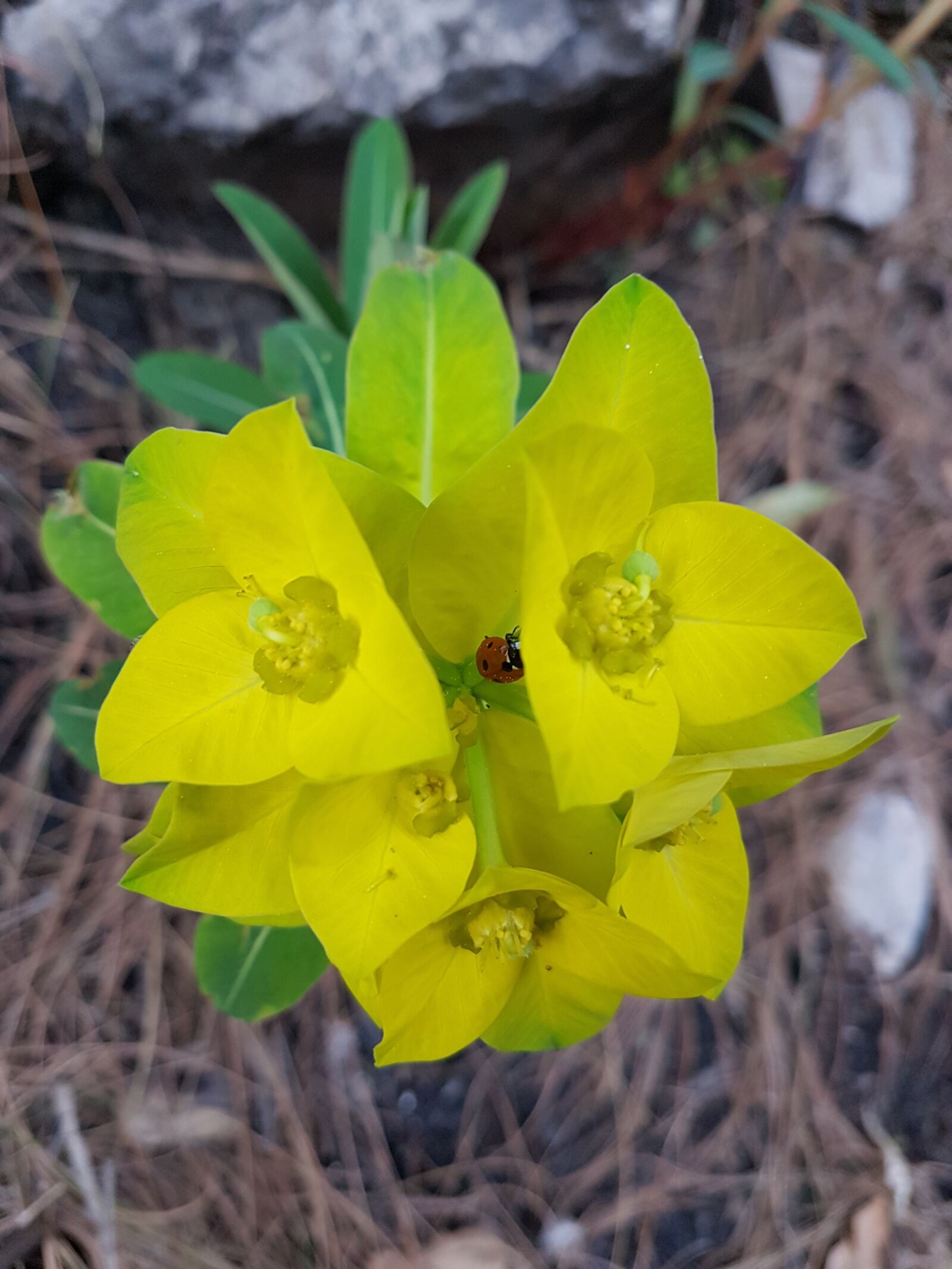 Samsung Galaxy S7 sample photo. Flower, colors, life photography