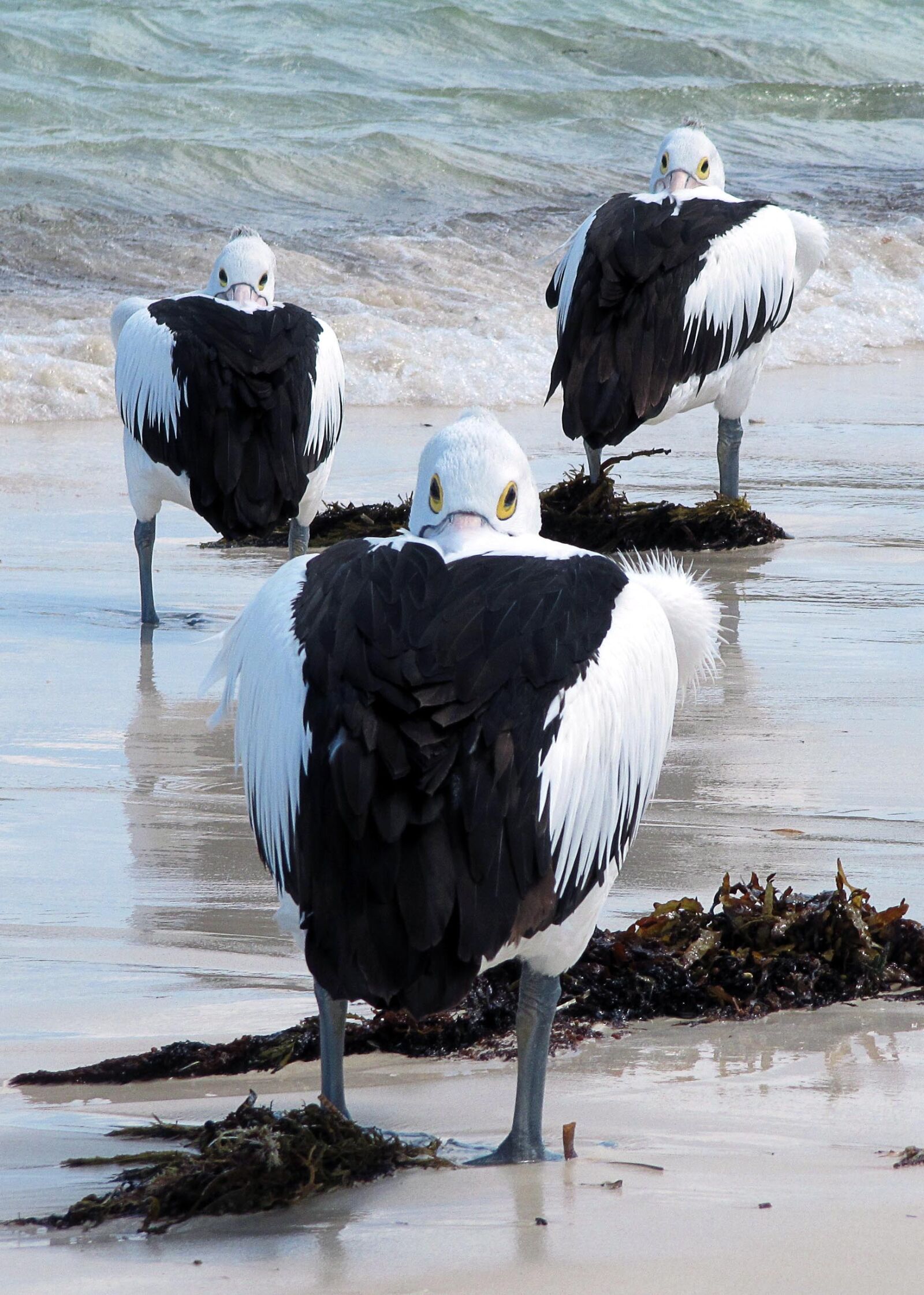 Canon PowerShot SX200 IS sample photo. Pelicans, sea birds, australia photography