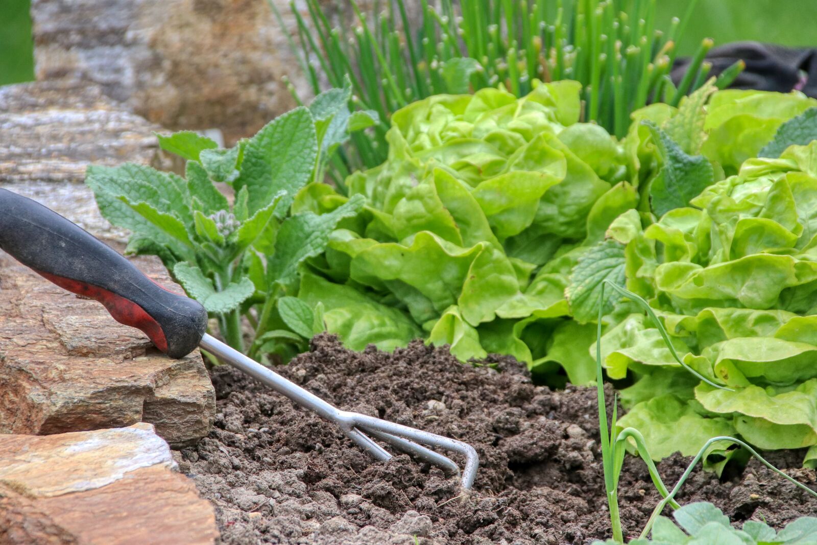 Canon EOS 80D sample photo. Salad, gardening, vegetables photography