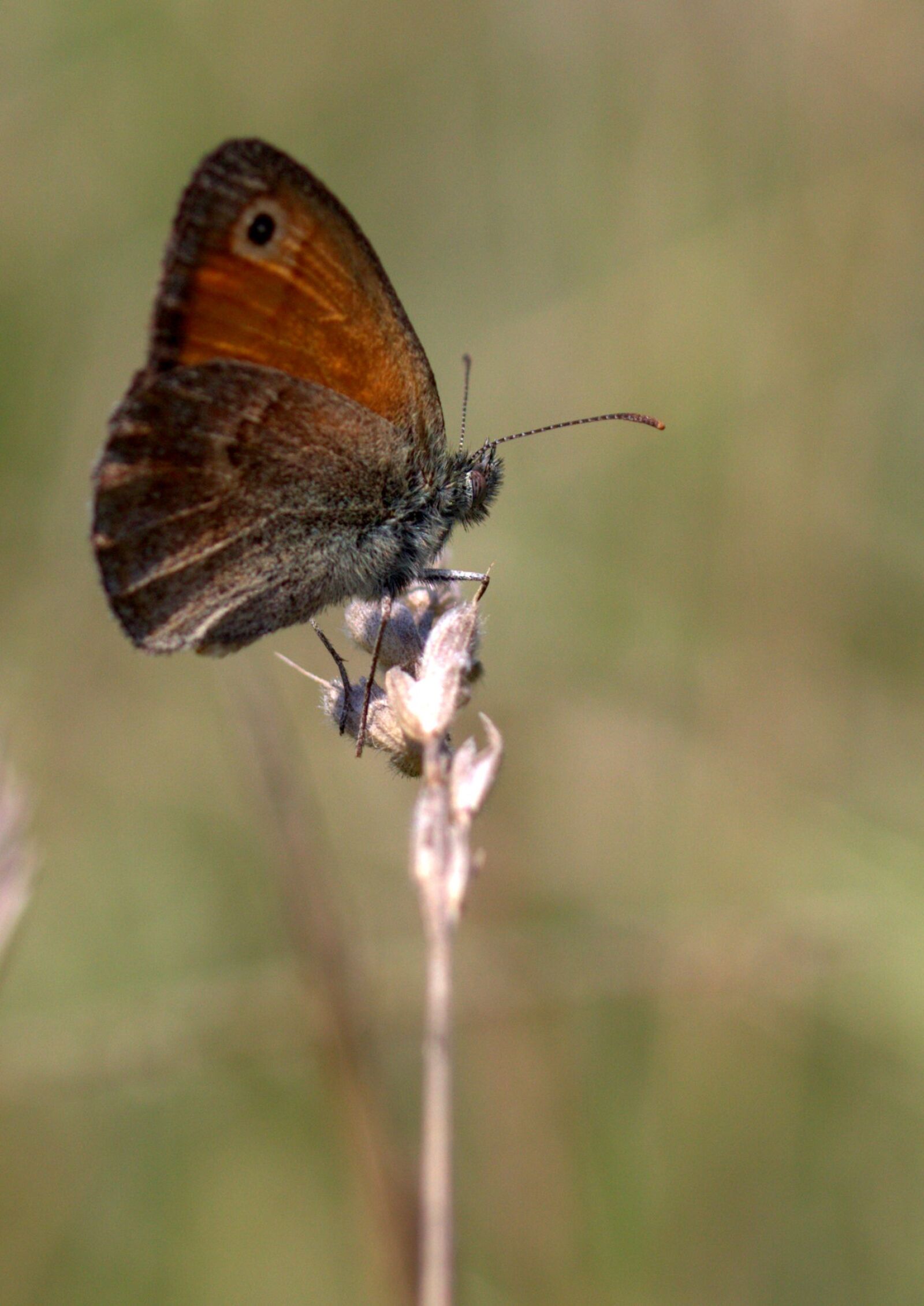 Canon EF-S 60mm F2.8 Macro USM sample photo. Butterfly, wings, coloring photography