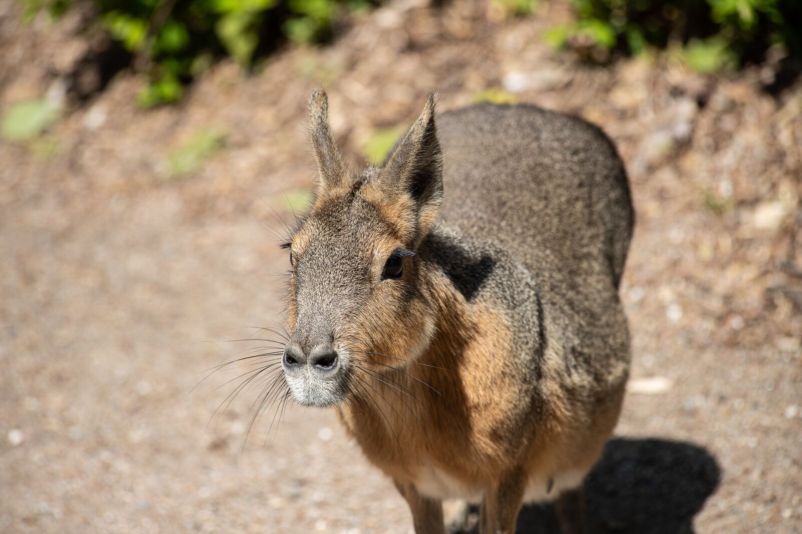 Canon EF 70-300mm F4-5.6 IS USM sample photo. Pampashase, mammal, animal photography