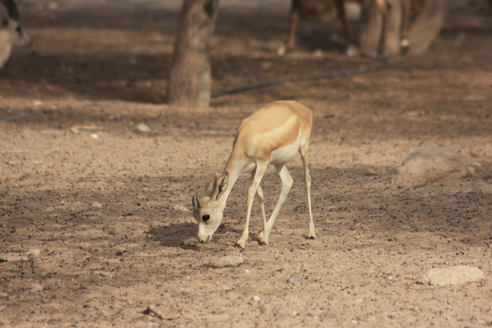 Canon EOS 40D sample photo. Gazelle, wildlife park, nature photography