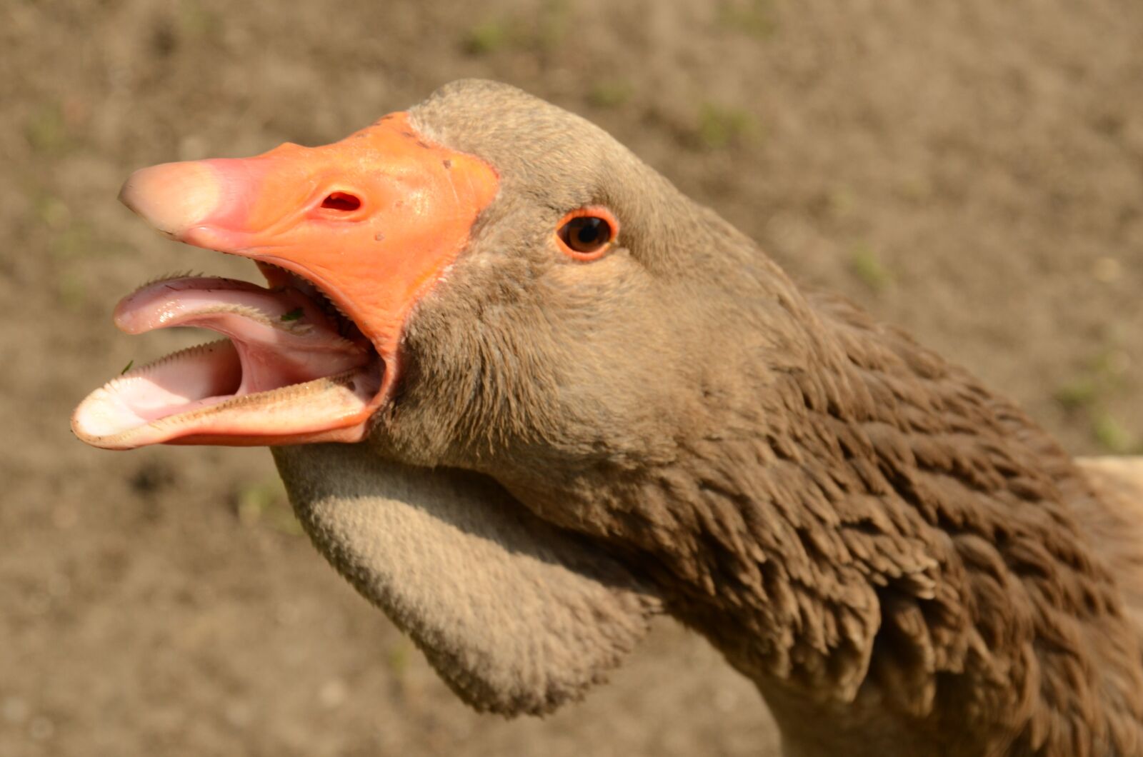 Nikon D7000 sample photo. Bird, goose, beak photography