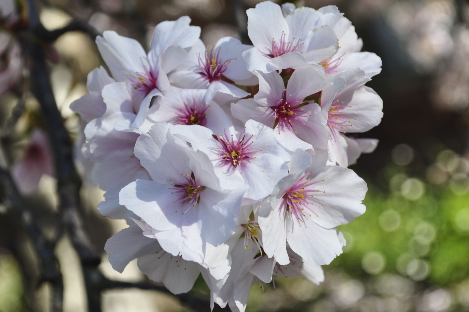 Nikon D90 sample photo. Flower, flora, nature photography