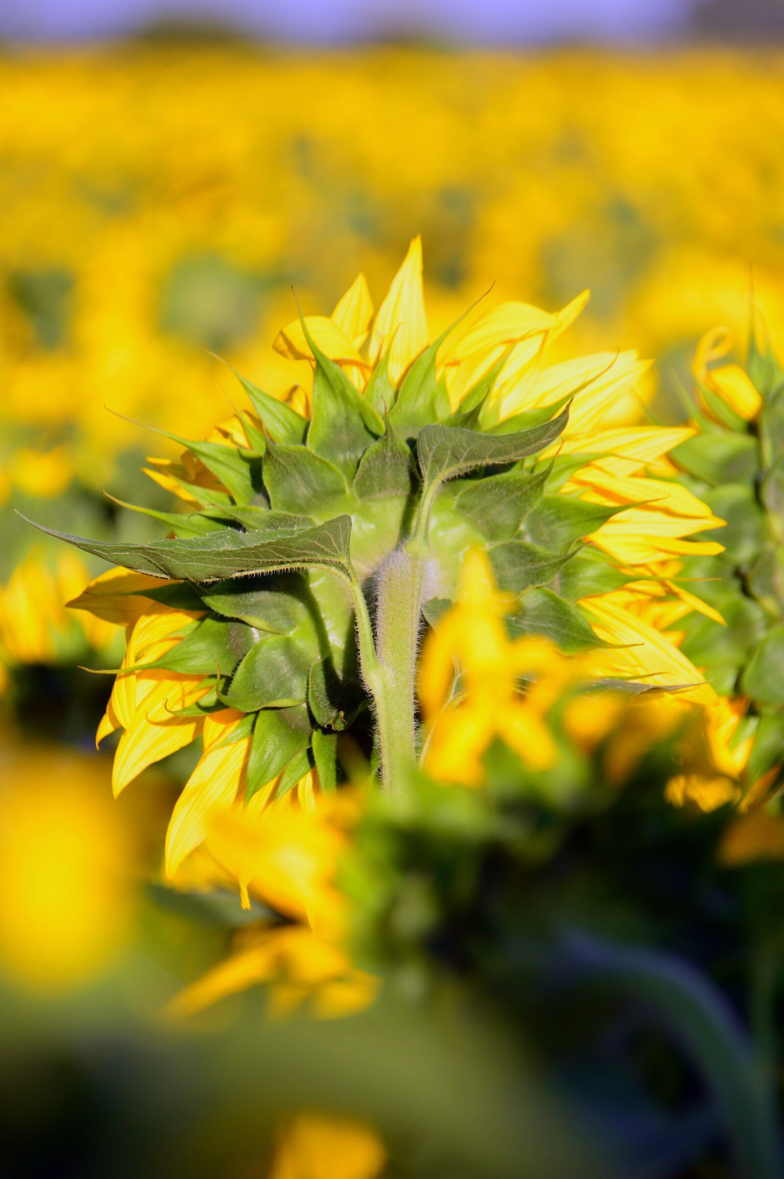 Nikon D3200 sample photo. Sunflower, yellow, yellow petals photography