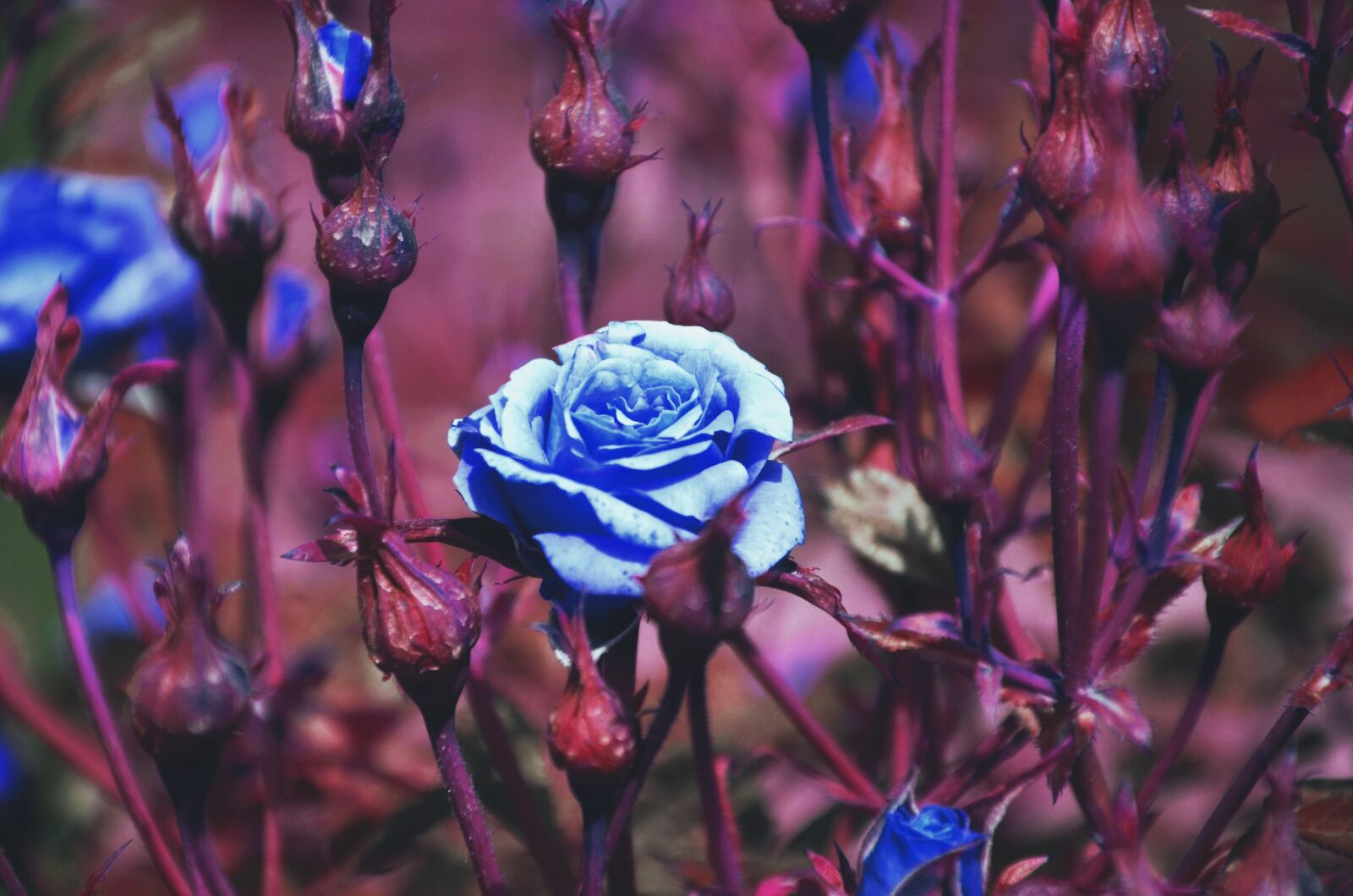 Nikon D5100 sample photo. Flowers, still life, fntaziya photography