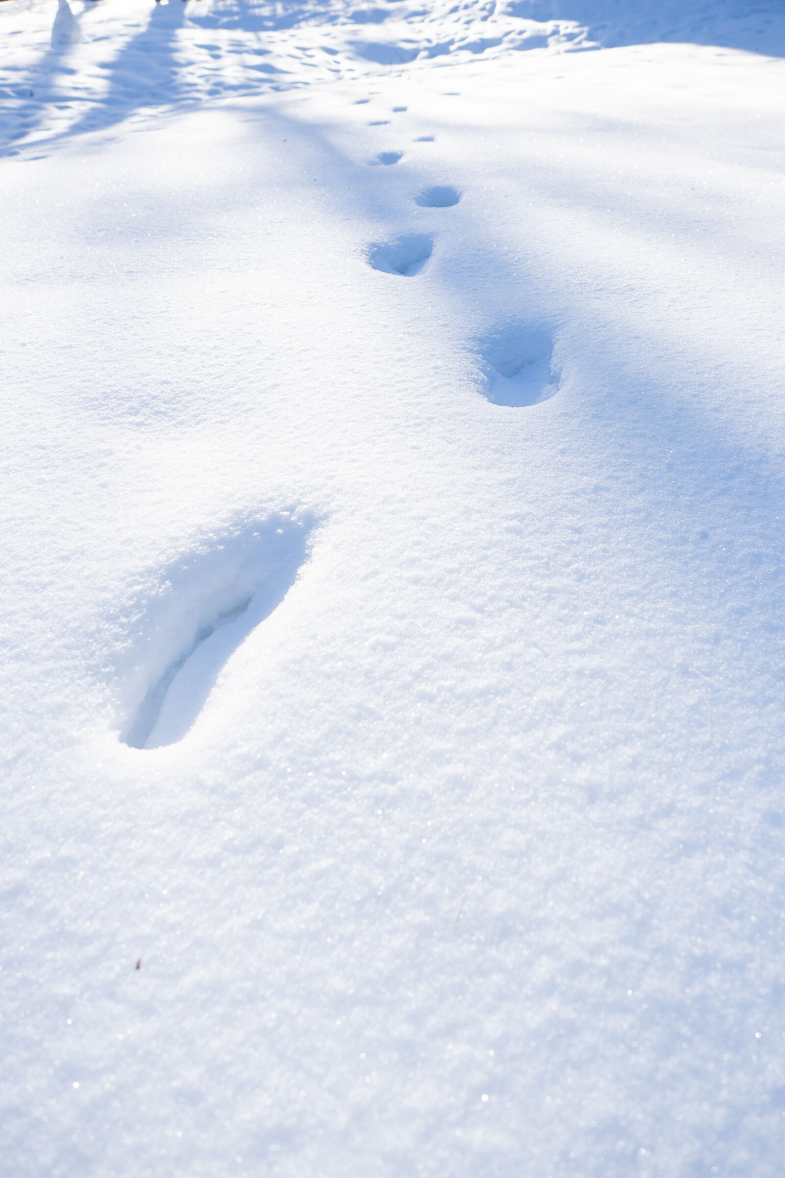 Olympus M.Zuiko Digital ED 12-40mm F2.8 Pro sample photo. Snow footprints photography
