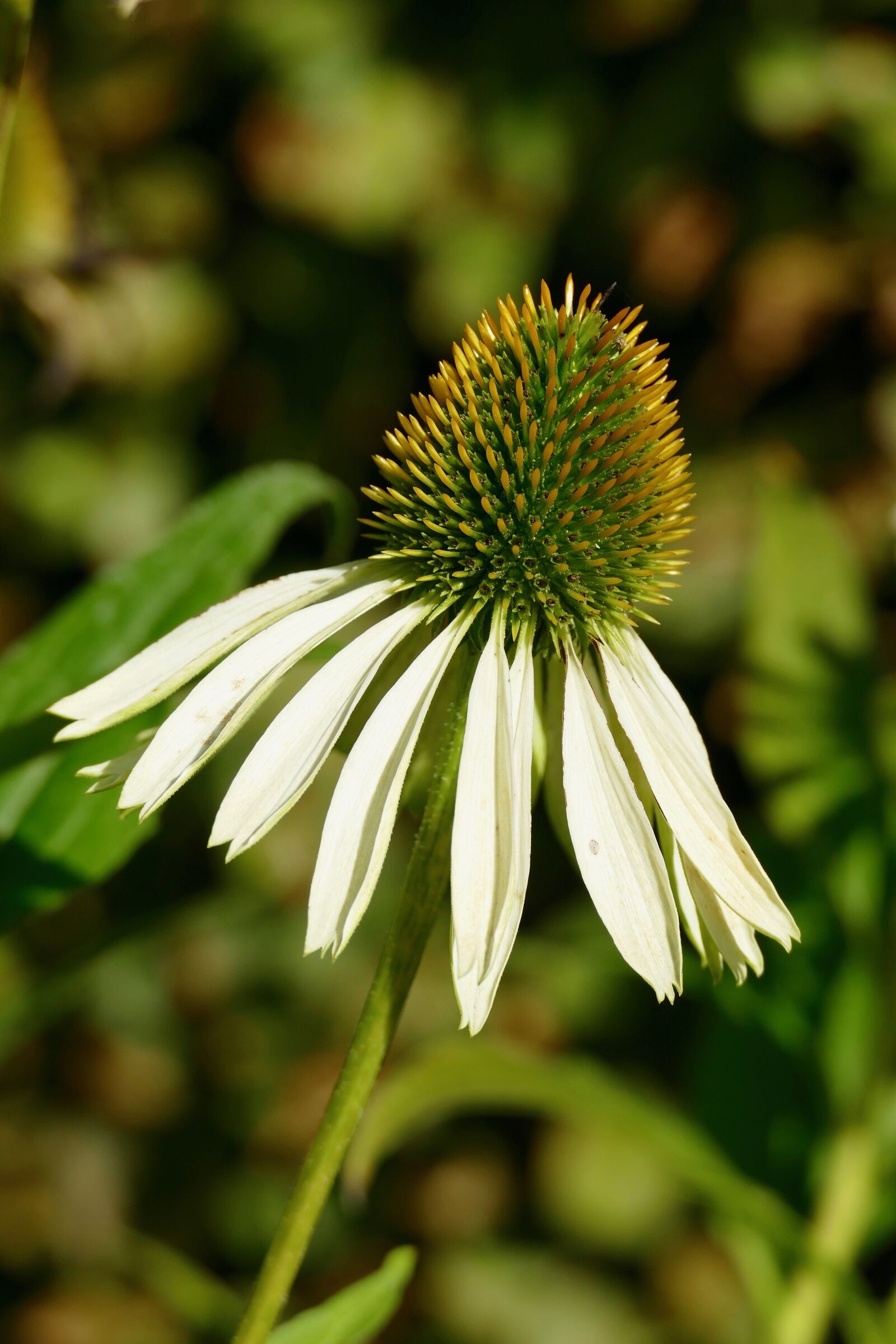 Panasonic Lumix DMC-FZ1000 sample photo. Summer, coneflower, garden photography