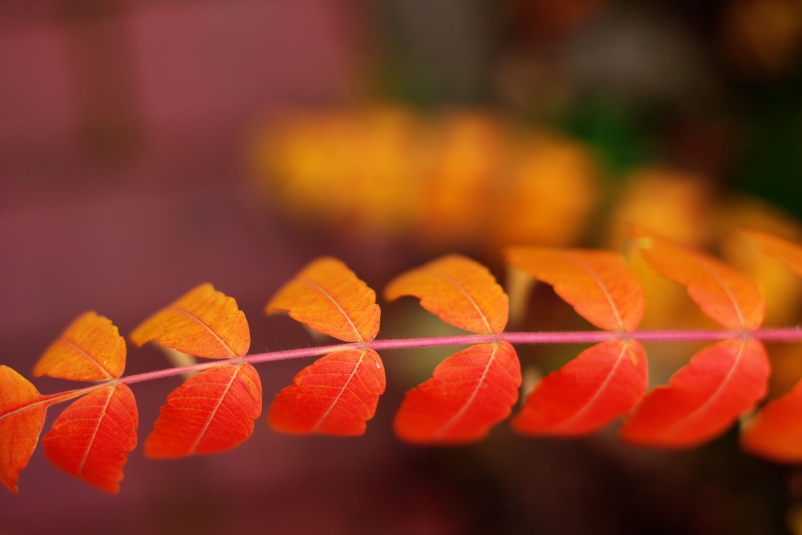 Canon EOS 500D (EOS Rebel T1i / EOS Kiss X3) sample photo. Leaves, autumn, bokeh photography