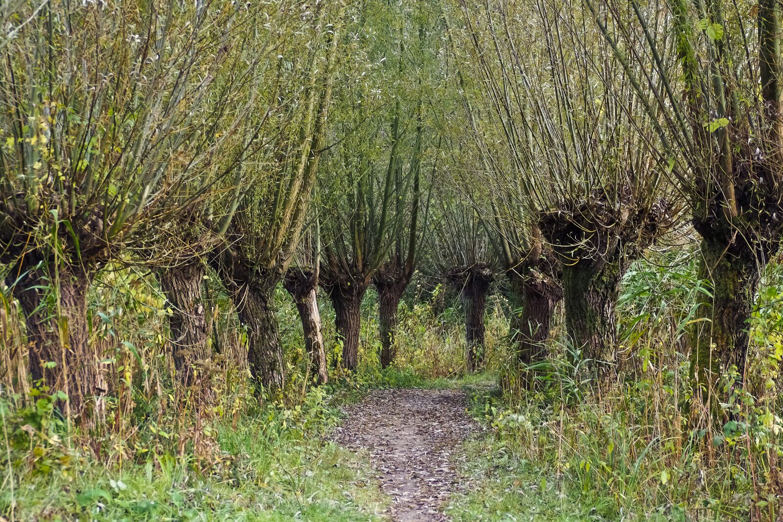 Olympus OM-D E-M10 sample photo. Trees, graze, nature photography