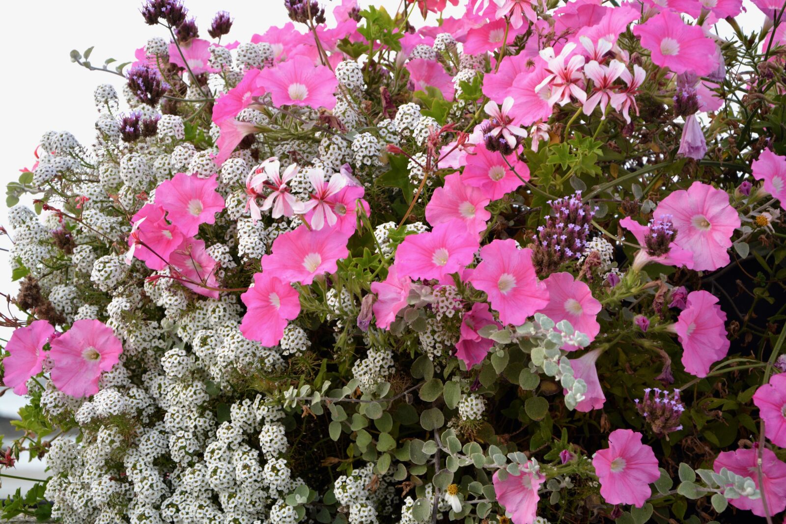 Nikon D5200 sample photo. Flowers, pot, jardiniere photography