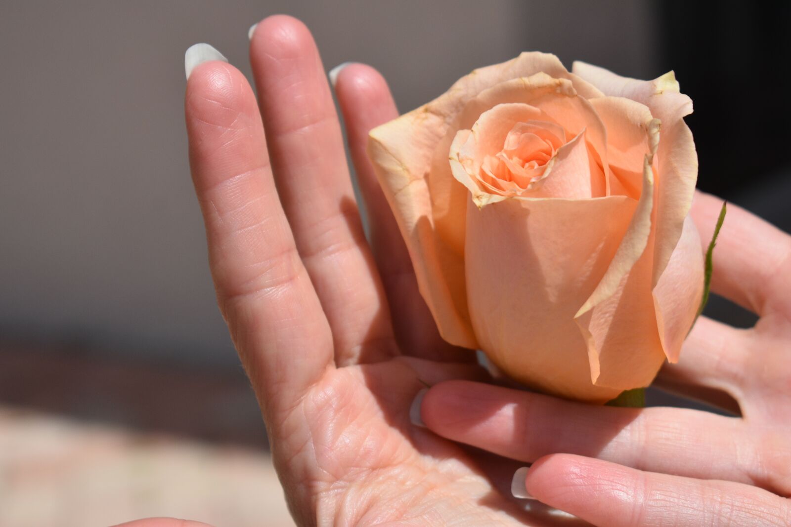 Nikon D3400 sample photo. Rose, peach, orange photography