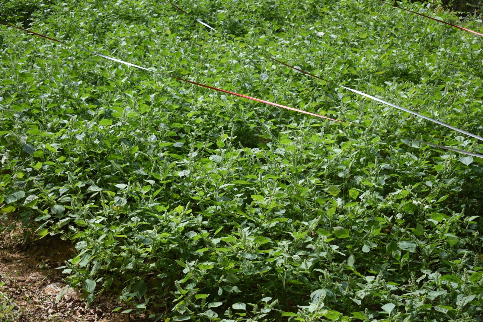 Nikon D750 sample photo. Perilla, farming, perilla field photography