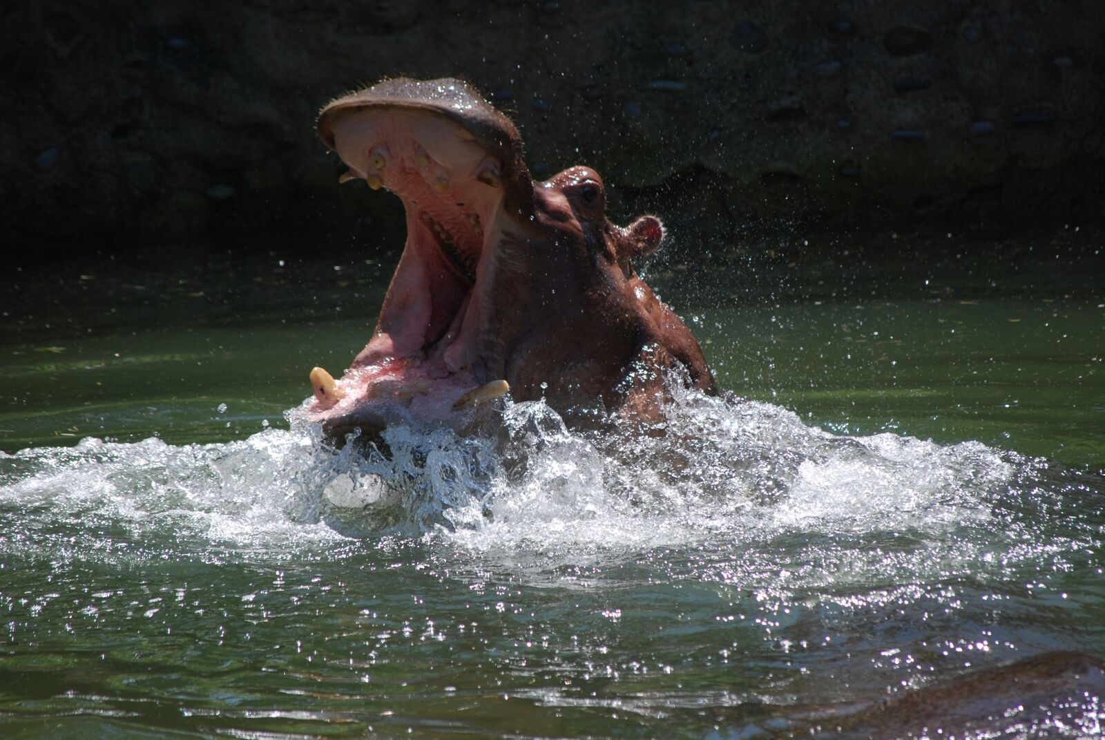 Nikon D60 sample photo. Hippo, zoo, animal photography