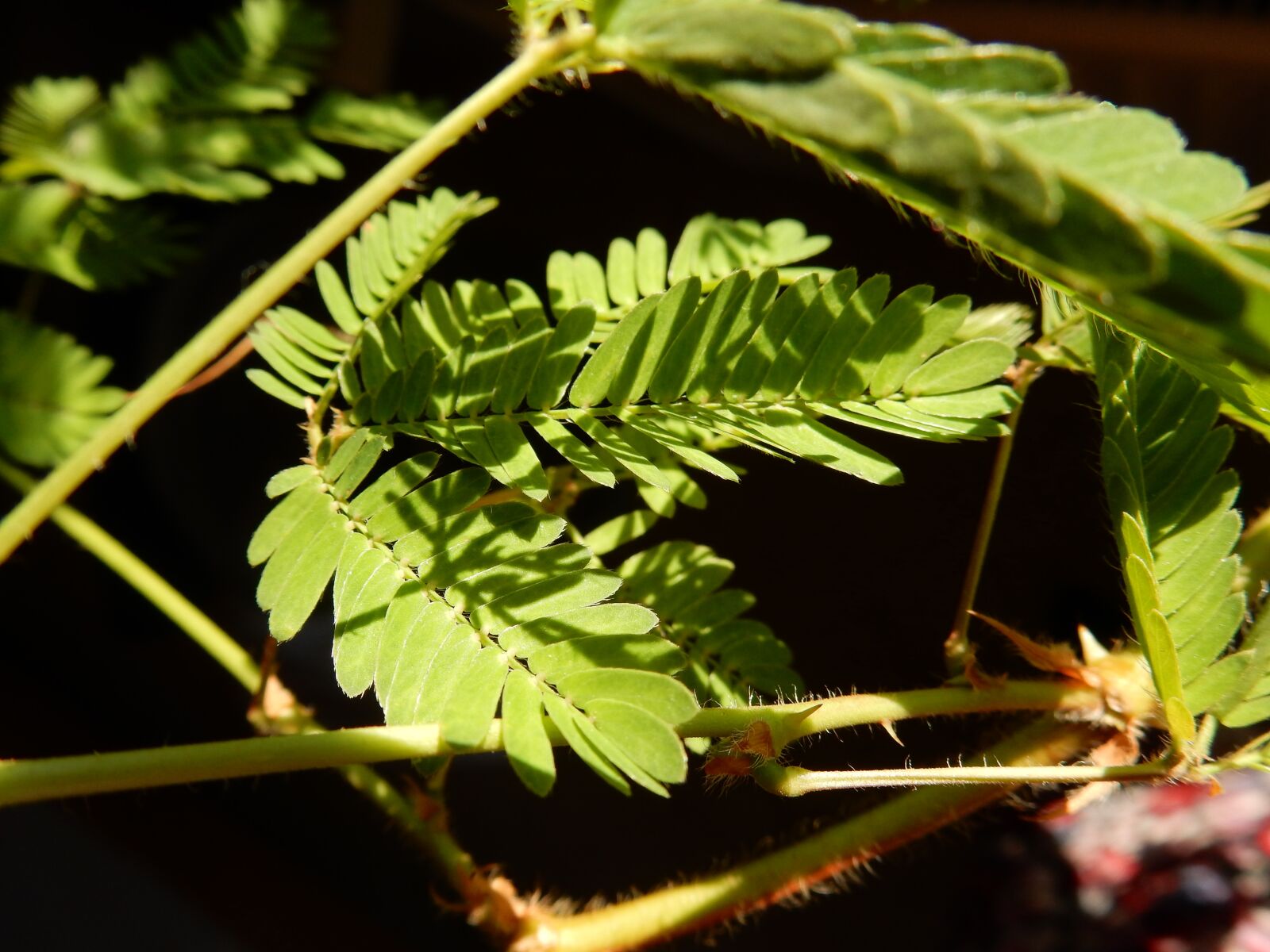 Nikon Coolpix S9900 sample photo. Mimose, sunlight, leaf photography