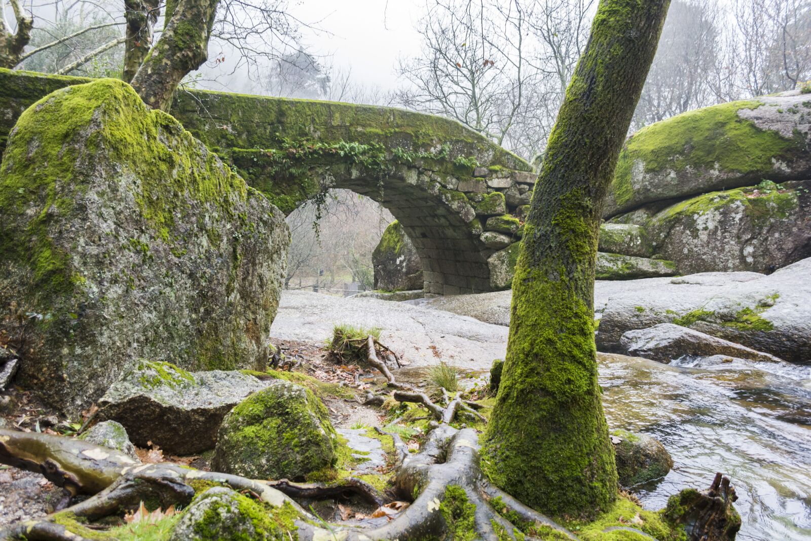 Nikon D7100 sample photo. Nature, tree, mosses photography