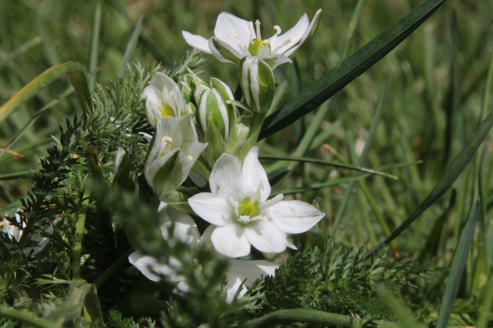 Canon EOS 650D (EOS Rebel T4i / EOS Kiss X6i) sample photo. Flower, macro, spring photography