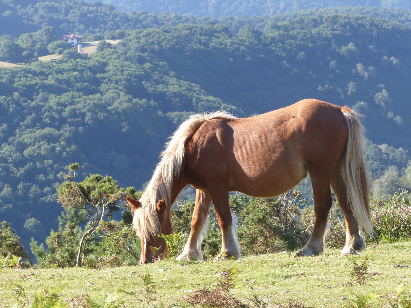 Panasonic Lumix DMC-FZ200 sample photo. Horse, mountain, horses photography