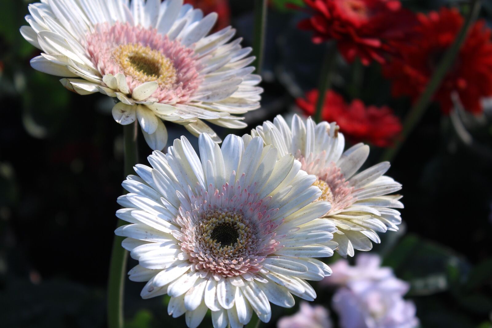 Canon EOS 600D (Rebel EOS T3i / EOS Kiss X5) sample photo. Beautiful flower, flower, daisy photography