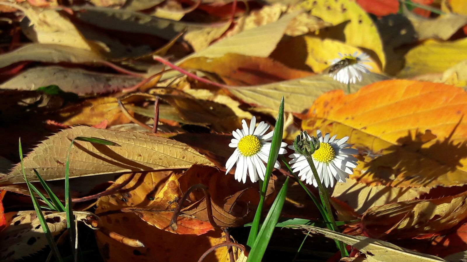 Samsung Galaxy A5(2016) sample photo. Fall, flower, colors photography