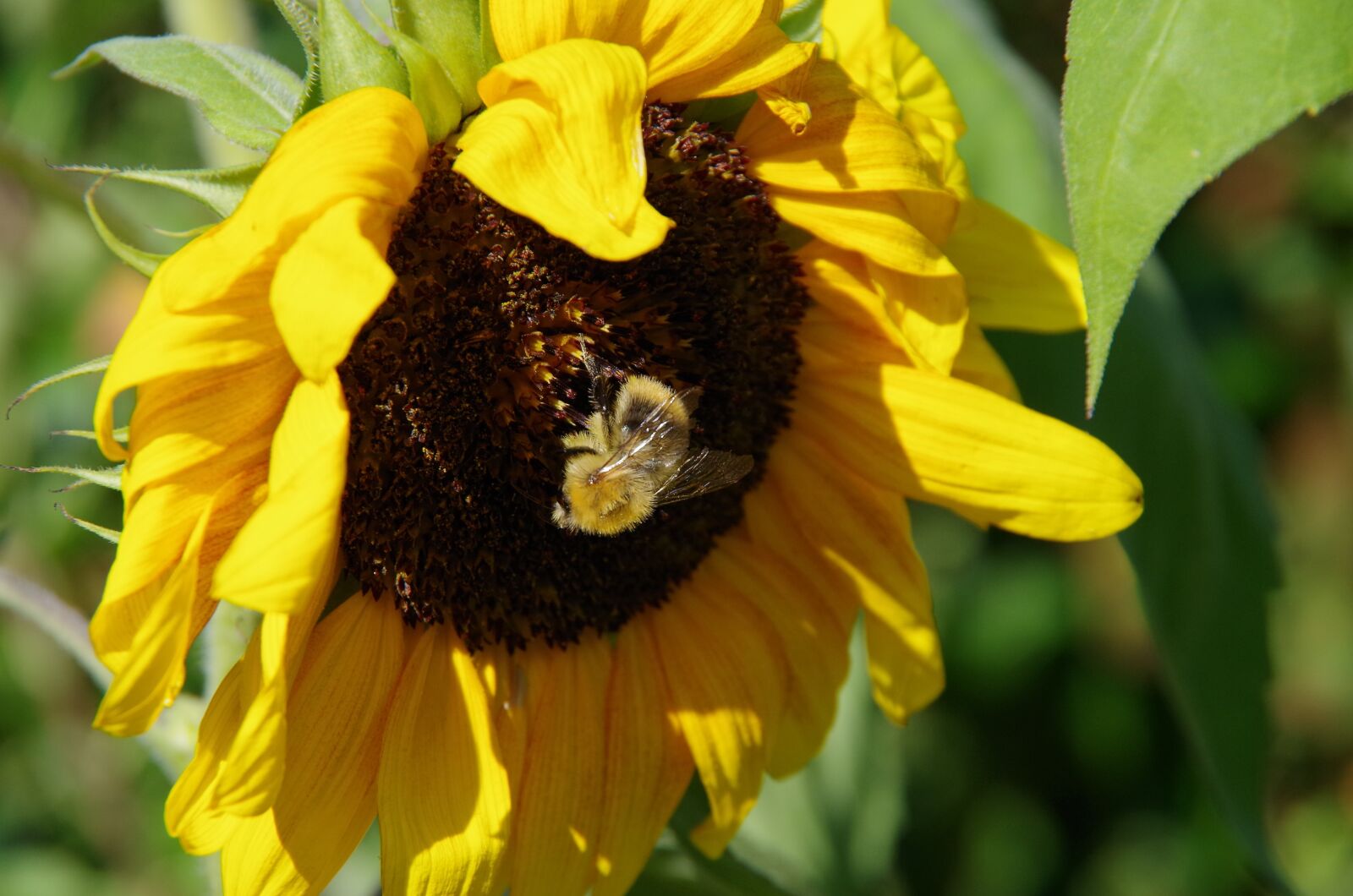 Pentax K-50 sample photo. Sunflower, hummel, close photography