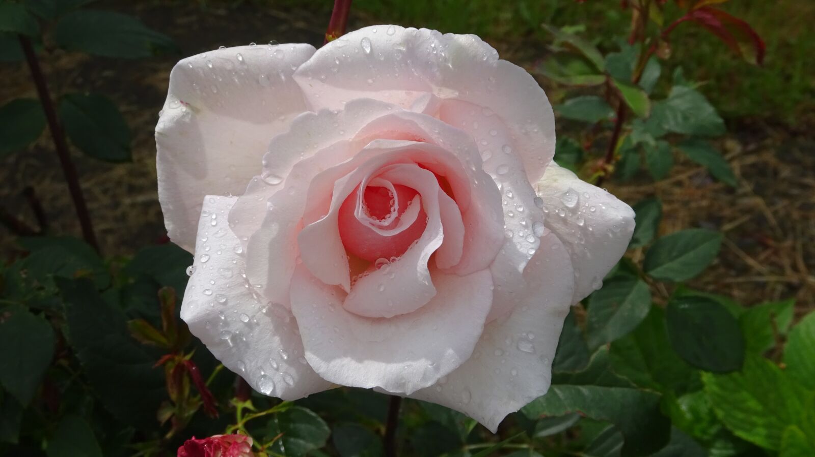 Sony Cyber-shot DSC-WX350 sample photo. Pink rose, flowers, rose photography
