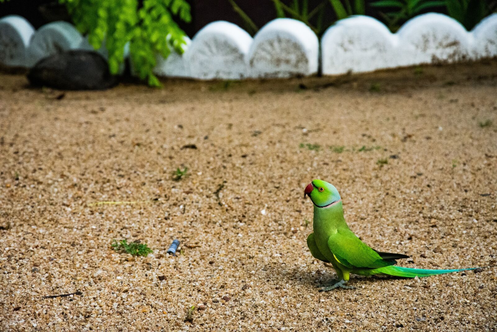 Nikon D7200 sample photo. Parrot, green, bird photography