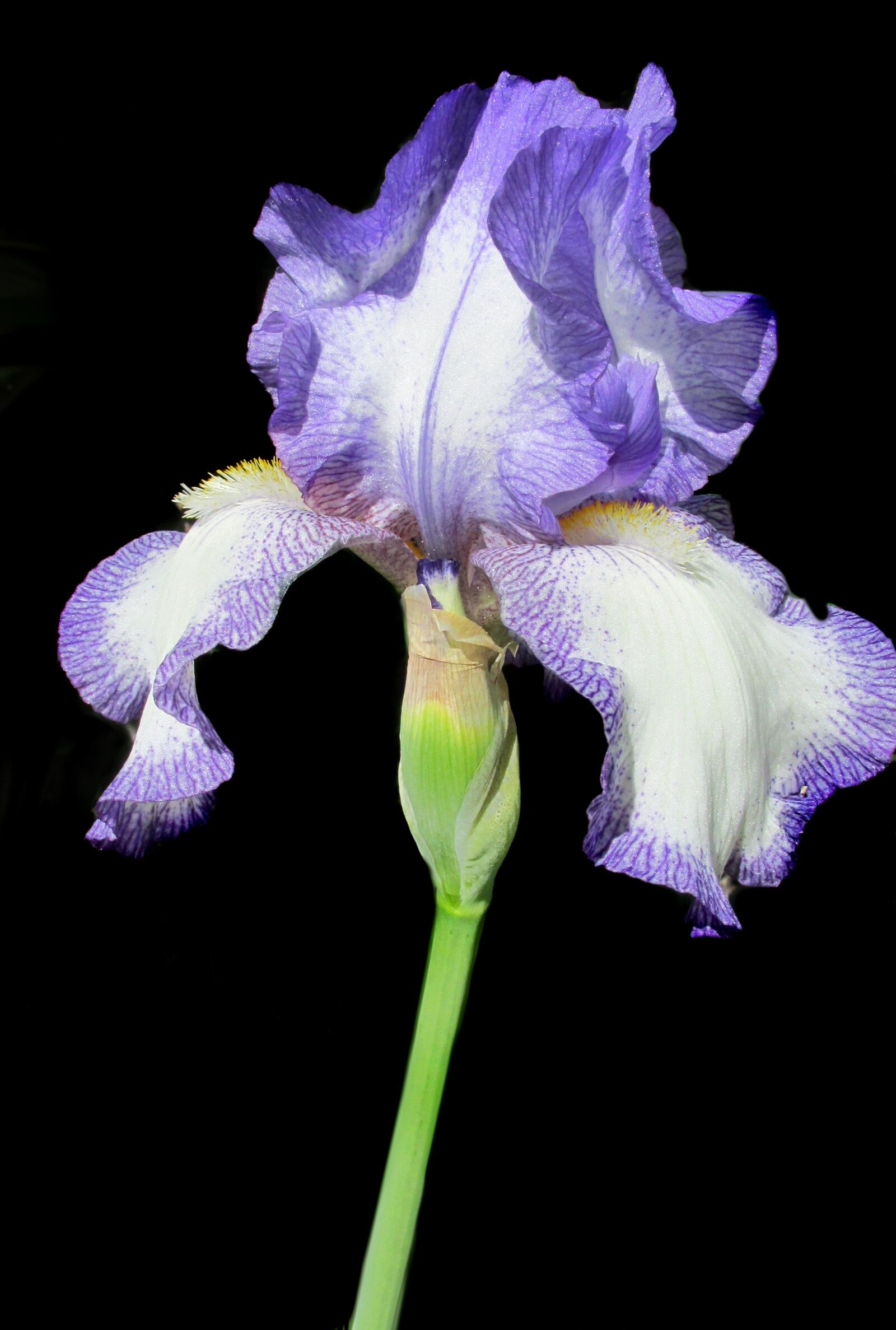 Canon PowerShot SX170 IS sample photo. Iris, purple, white photography