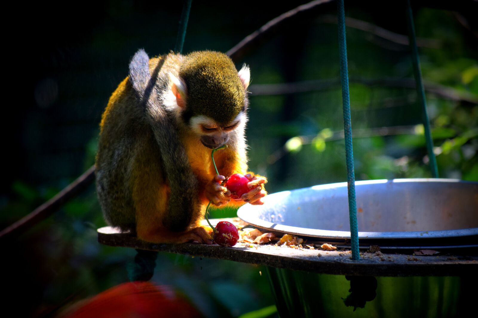 Nikon D3300 sample photo. Monkey, zoo, food photography