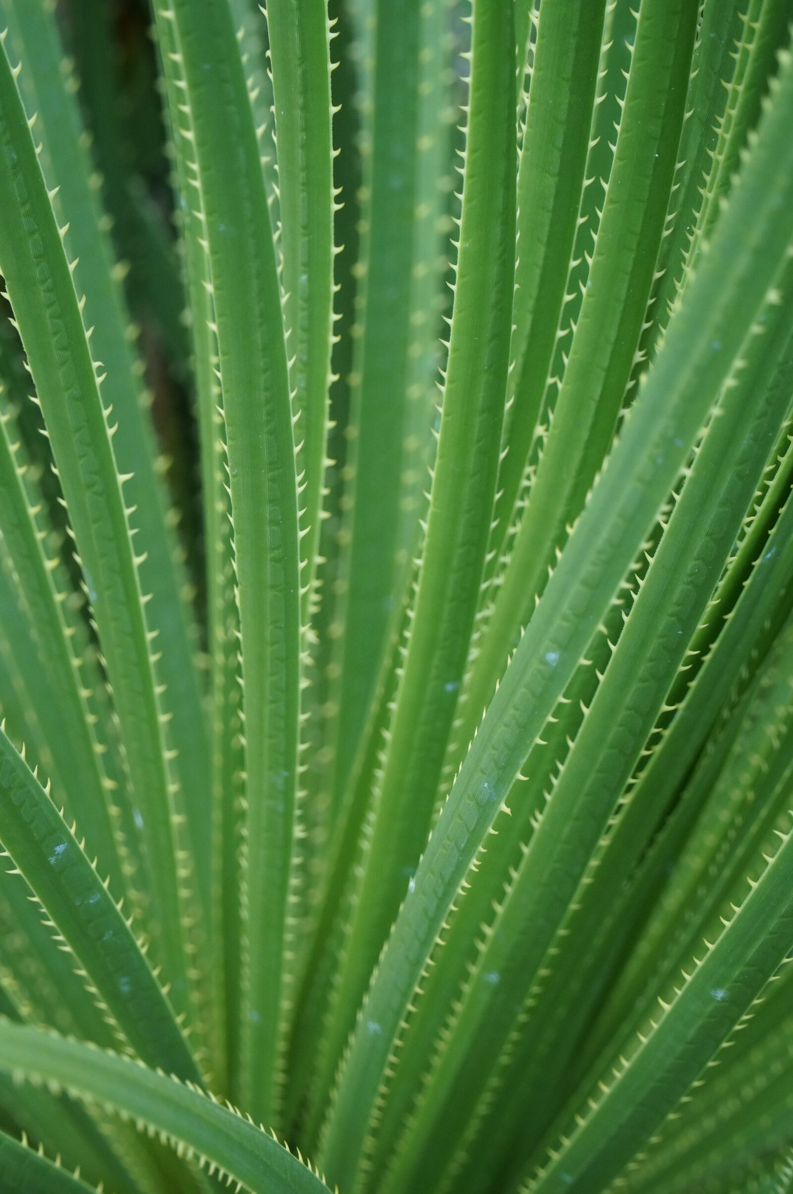 Sony Alpha NEX-6 sample photo. Cactus, green, sharp photography