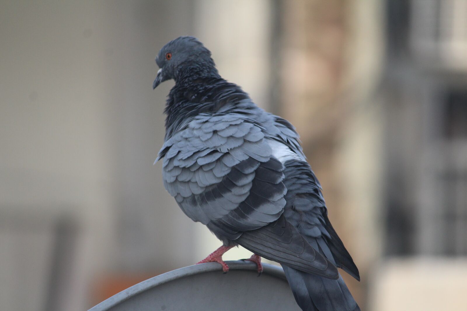 Canon EOS 1200D (EOS Rebel T5 / EOS Kiss X70 / EOS Hi) sample photo. Pigeon, warming up, bird photography