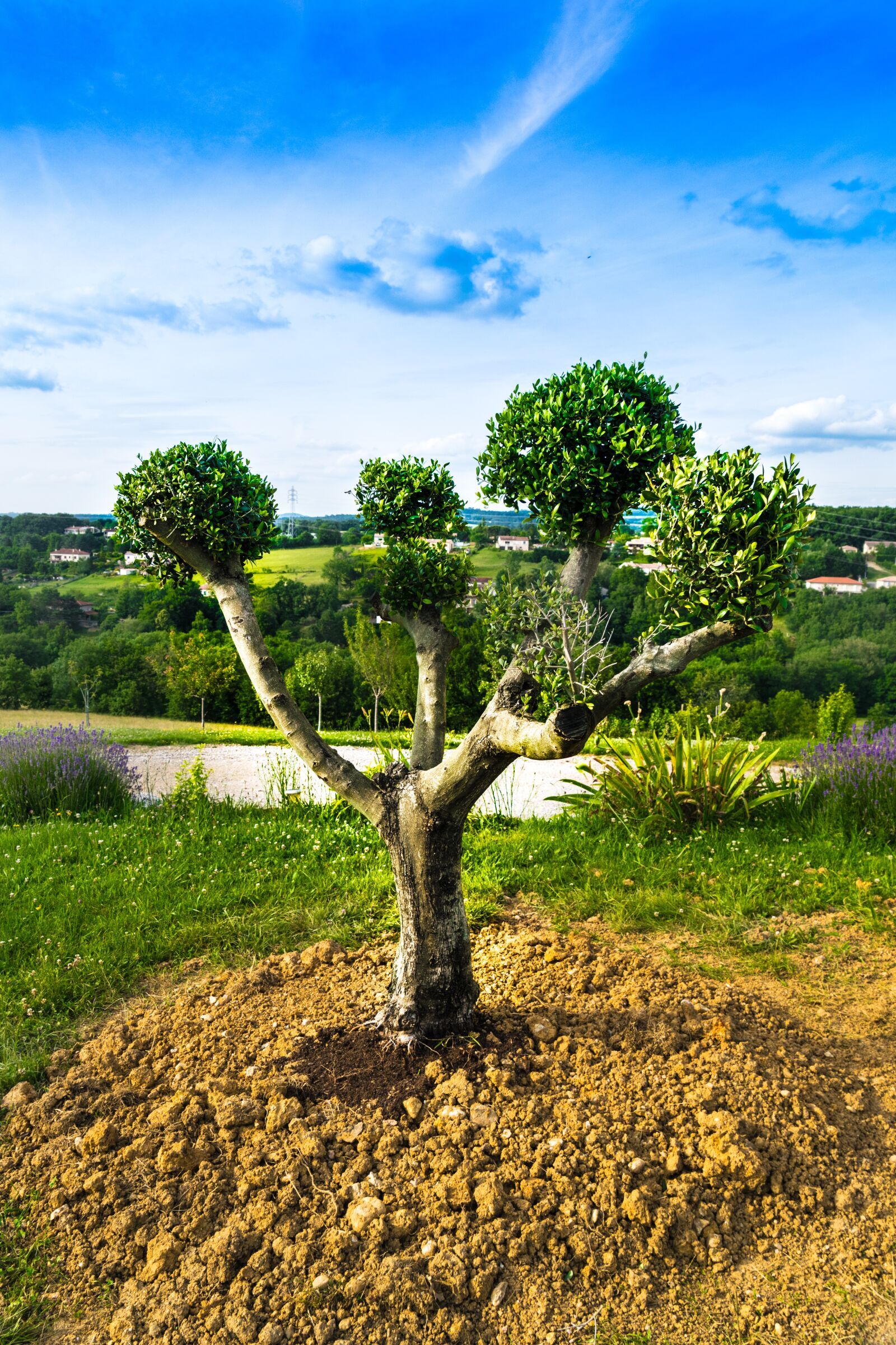 Nikon D5300 sample photo. Tarn, olivier, tree photography