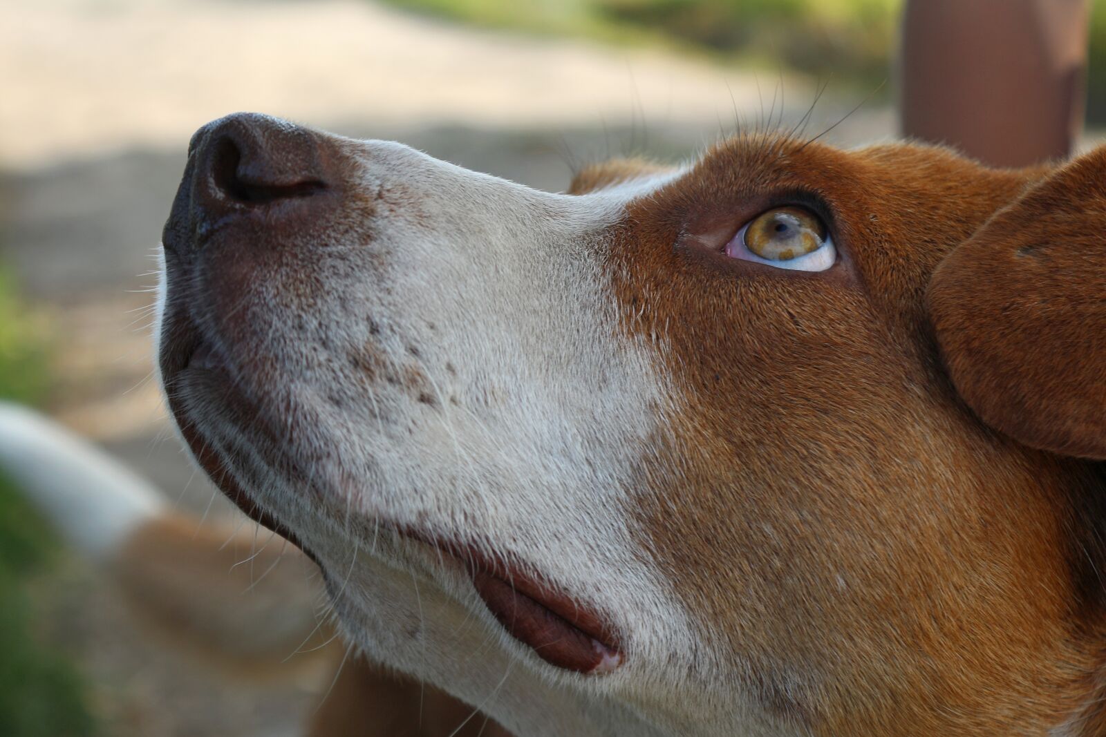 Canon EOS 650D (EOS Rebel T4i / EOS Kiss X6i) sample photo. Dog, the dog looks photography