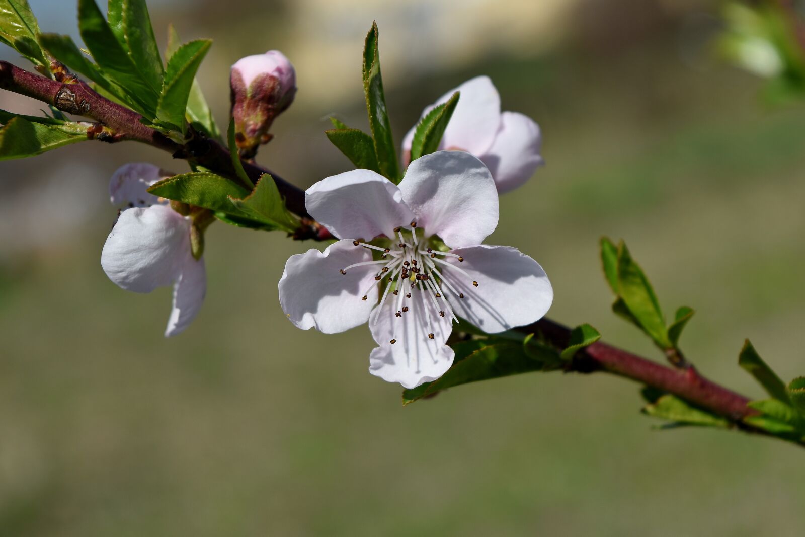 Nikon D5500 sample photo. Nature, garden, flora, branch photography