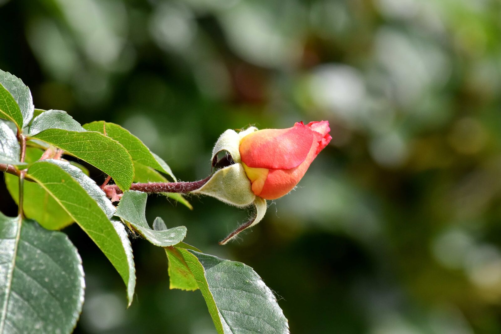 Nikon D5500 sample photo. Flower bud, flower garden photography