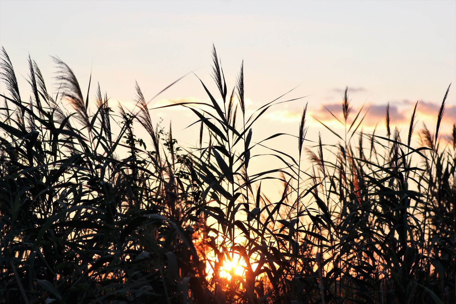 Canon EOS 550D (EOS Rebel T2i / EOS Kiss X4) sample photo. Cane, evening, sunset photography