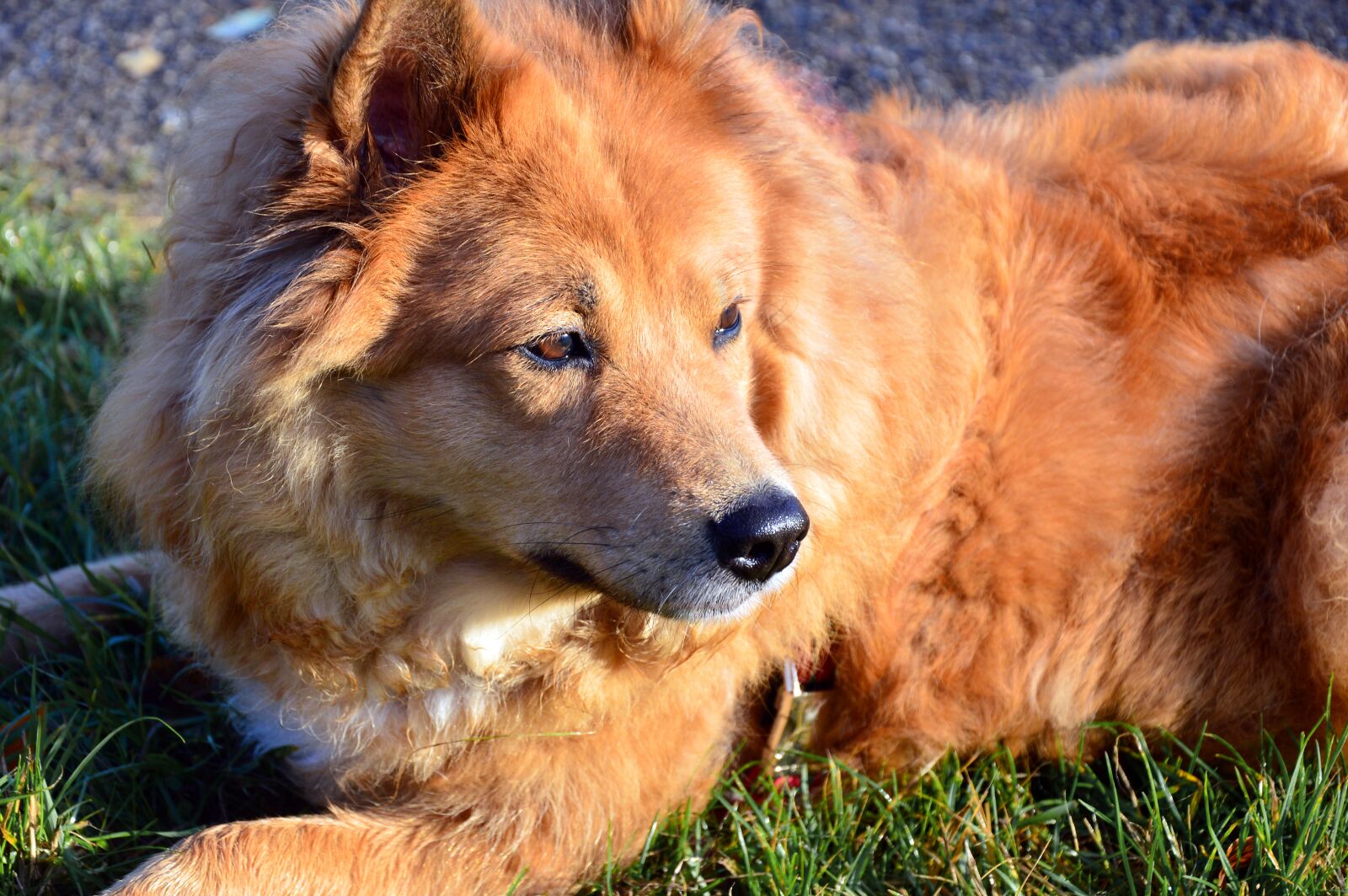 Nikon D3200 sample photo. Dog, elo, purebred dog photography