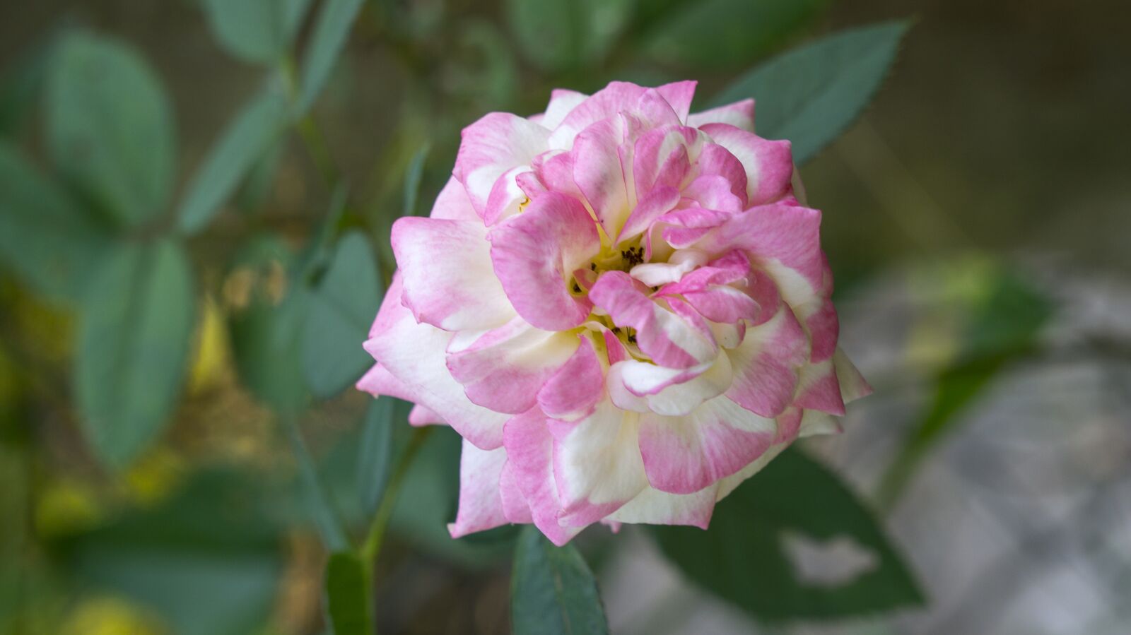 Sony Alpha NEX-F3 + Sony E 18-55mm F3.5-5.6 OSS sample photo. Emotion, roses, pink white photography