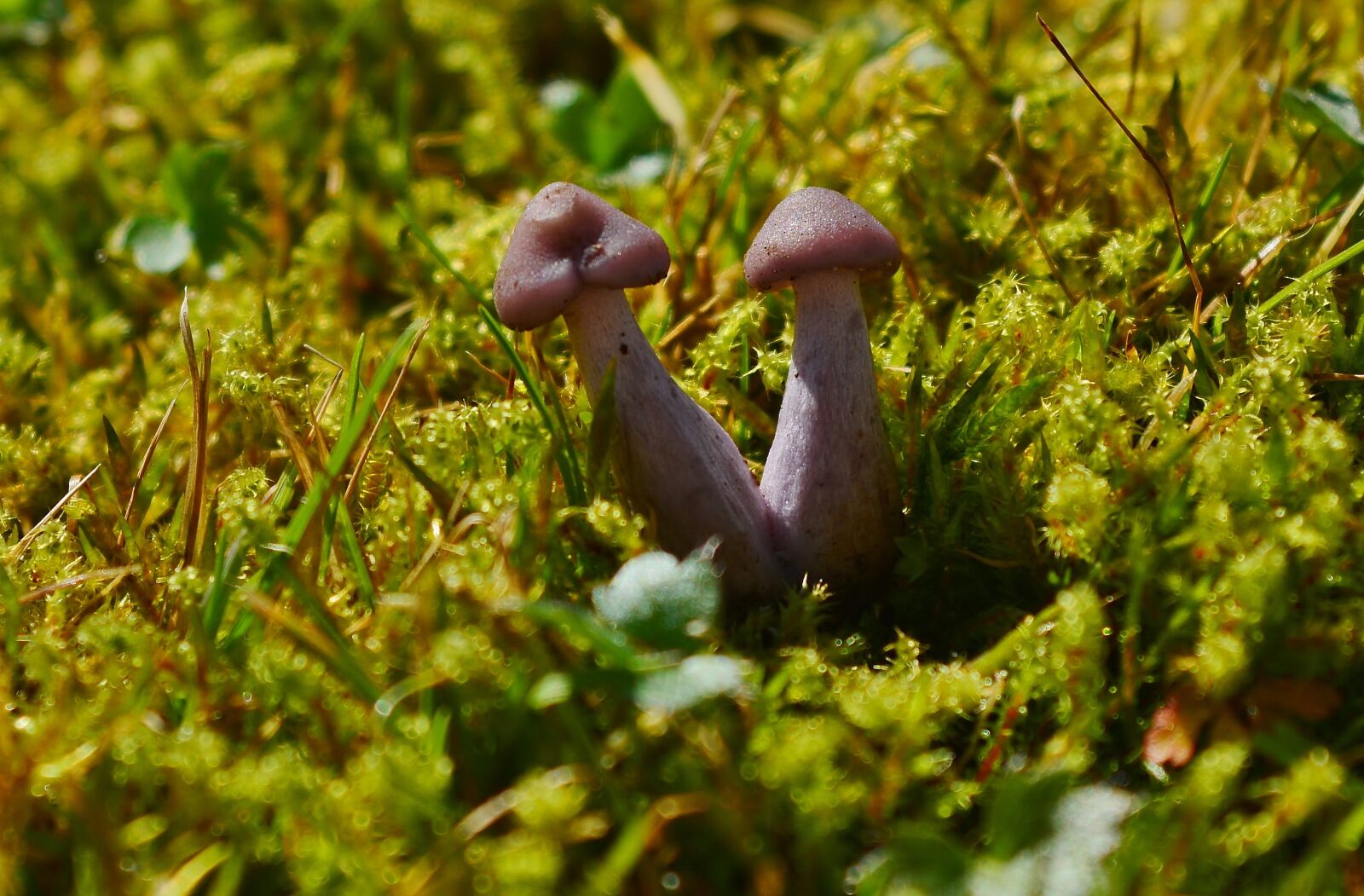 Nikon D5200 sample photo. Mushrooms, moss, nature photography