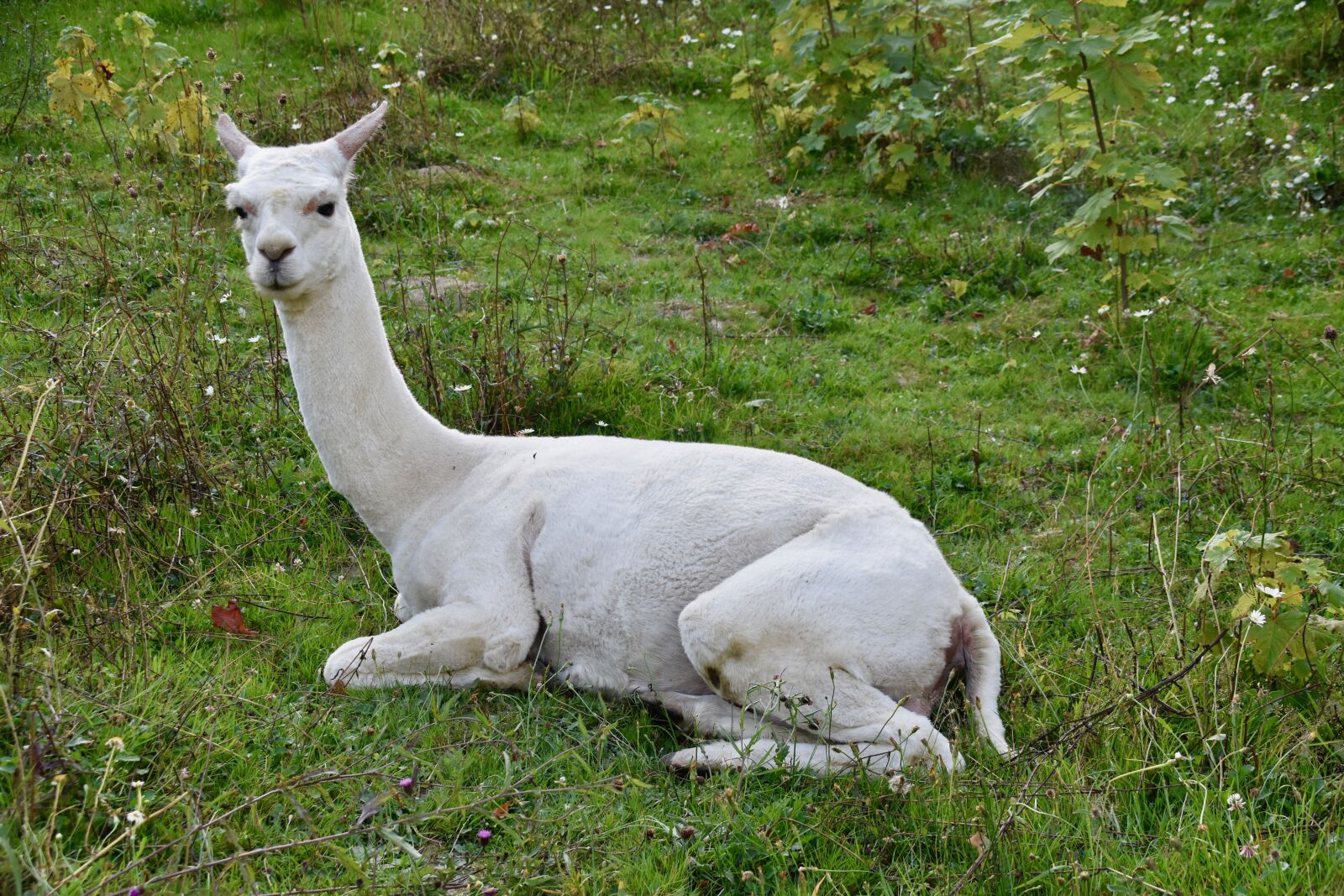 Nikon D5600 sample photo. Alpaca, camelids, alpaca sheared photography