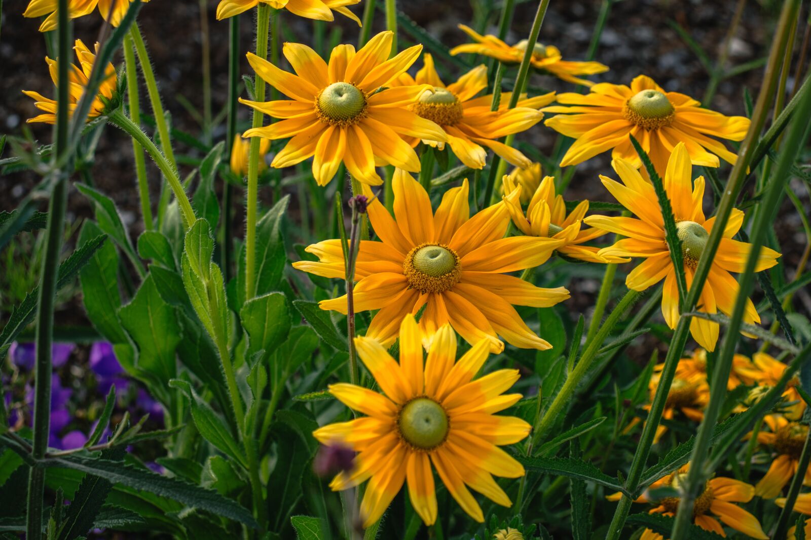 Canon EOS 77D (EOS 9000D / EOS 770D) sample photo. Flowers, coneflowers, bloom photography